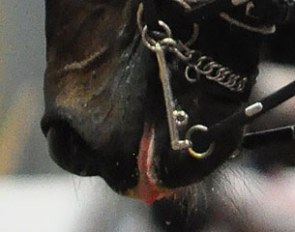 Grand Prix horse bleeding from its mouth in the Grand Prix Kur at the 2012 World Dressage Masters in Palm Beach on 28 January 2012.