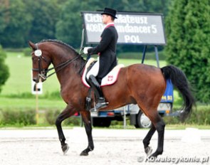 Young Rider Mateusz Cichon also rode Grand Prix on Dreamdancer