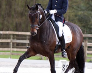 Tom Franckx and Bon Bravour at the 2012 CDN Zandhoven :: Photo © ishoothorses.be