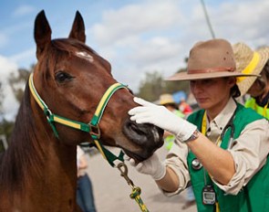 Dr. Lidwien Verdegaal inspecting a horse