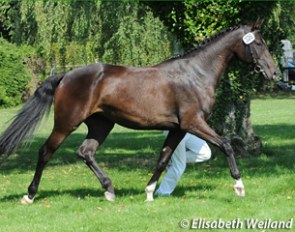 Lissie, champion of the 2013 Swiss Warmblood elite mare show
