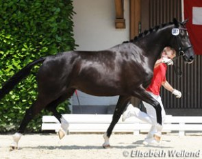 Syparis von Kaltweid, dressage champion in the 3-year old filly category :: Photo © Elisabeth Weiland