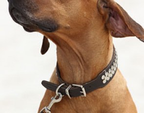 Beautiful German owned Rhodesian Ridgeback