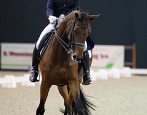 Australian Doreen Proos on Manoe (by Larno x Bustron). With that noseband this horse seems almost the spitting image of Bonfire