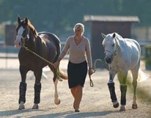Horses taken on a morning walk :: Photo © Astrid Appels