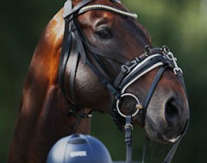 Rambunctious stallion Augustin needed an extra cavesson to be handled