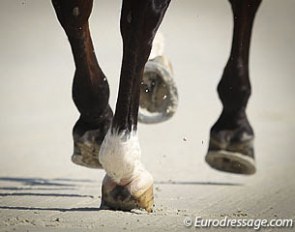 The rhythm in canter :: Photo © Astrid Appels