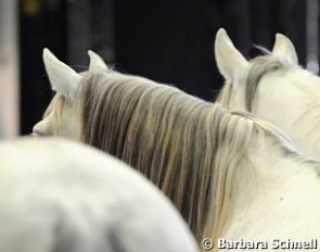 Lorenzo's horses waiting for the door of the arena to open