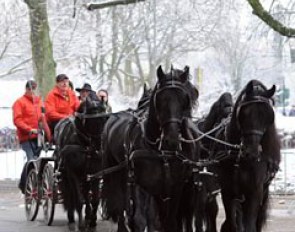 Six Arabo-Friesians drawing a coach across the snowy showgrounds