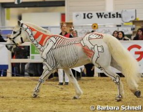 musculoskeletal biomechanics of a horse during Higgins' presentation
