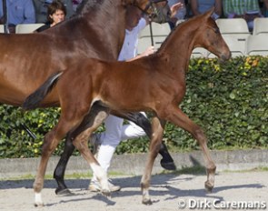 Islero, 2013 KWPN Foal Champion :: Photo © Astrid Appels