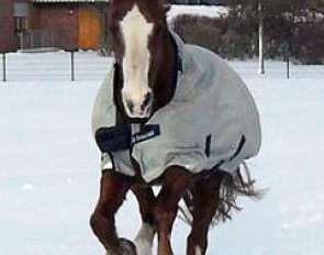 Glenstern, Oded Shimoni's WEG 2002 mount, will be celebrating his 25th birthday on 15 March. He is now enjoying his retirement in Germany frolicking around in the snow