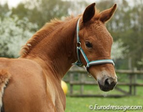A one month old filly by Jazz x Grafenfels x Ludendorff x Gardehusar :: Photo © Astrid Appels