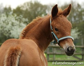 One week old foal by Jazz x Grafenfels