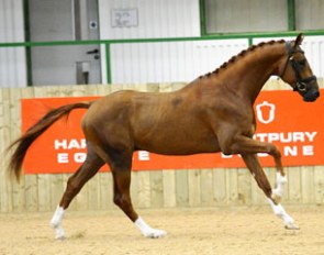 GF Dusautoir at the 2013 BEF Futurity in Hartpury :: Photo © Kevin Sparrow