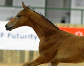 Simbambili (by Supertramp x Florencio) :: Photo © Kevin Sparrow