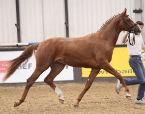 Woodlander Wild Child, first licensed son by Wavavoom out of double World Young Horse Champion Woodlander Farouche (by Furst Heinrich x Dimaggio)