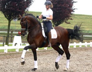 Hayley Beresford and Southern Cross Stud's 8-year old KWPN stallion Armani