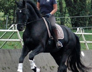 Uta Gräf and Deliano W at her yard in Kircheimbolanden, Germany, in November 2013 :: Photo © Wilhelmer