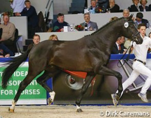 Fecco, the reserve champion of the 2013 KWPN Stallion Licensing :: Photo © Dirk Caremans