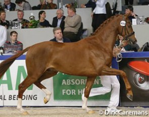 Flinstone B at the 2013 KWPN Stallion Licensing :: Photo © Dirk Caremans