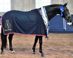 JJ Hamsun at the 2013 Norwegian Warmblood Stallion Licensing