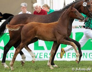The seventh placed colt by For Romance x Contendro I