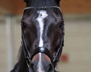 The Holsteiner gelding Loverboy