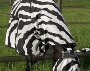 Loverboy in his zebra fly blanket