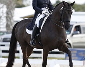 Shelly Francis and Danilo at the 2013 Palm Beach Dressage Derby :: Photo © Sue Stickle