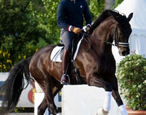 Jordi Domingo schooling Statesman (by Sandro Hit x Brentano II) at R.A.C.E. :: Photo © Katharina Braren