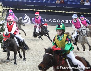 shetland race at the 2013 CDI Mechelen