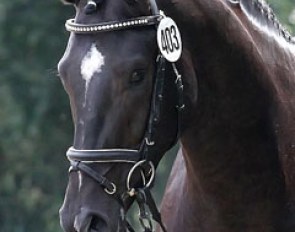 The San Bernadino x Dauphin x Matrose selected for the 2013 Hanoverian Licensing at the pre-selection in Meppen :: Photo © Christina Beuke