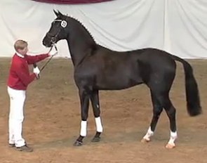 The 2013 South German Licensing Champion by Stockholm x Harvard