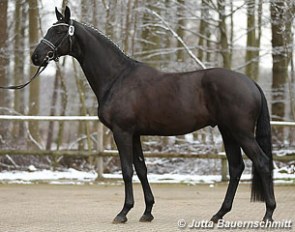 Grimani (by Gribaldi x Monteverdi) at the 2013 Trakehner Spring Stallion Licensing in Munster :: Photo © Jutta Bauernschmitt