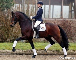 Ingrid Klimke and Franziskus at Klimke's yard in Munster :: Photo © LL-foto