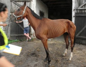 One of the horses evacuated by volunteers at Byrialsen's Posadowo brood farm