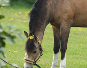Rhyfedd Spike's halter has been decorated with dandelions while he enjoys a moment of grazing