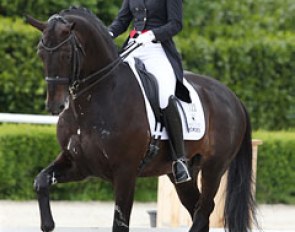 Anne van Olst on the talented Netto (by Negro). In Roosendaal the stallion was overcollected and couldn't find a regular rhythm in the piaffe, passage nor extended trot. He does have amazing scope in the front leg. A real star for the future.