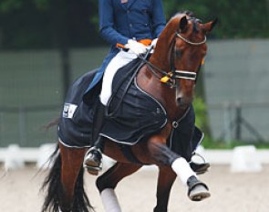 Hans Peter Minderhoud and Ziesto at the 2013 CDIO Rotterdam :: Photo © Astrid Appels