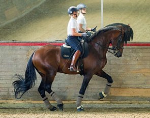 Hayley Beresford schooling the piaffe on Southern Cross Stud's Armani :: Photo © Libby Law
