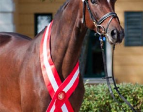 Cassandra L (by Scolari x Friedensfurst), the 2013 Austrian Warmblood 4-year old Mare Champion :: Photo © Pferdefotos MATT