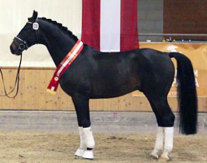 Rosarius (by Rhaposario x Chromatico) :: Photo courtesy Pferdezucht Austria