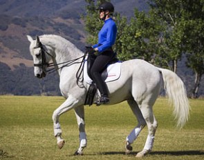 Grand Prix schoolmaster Strauss for sale
