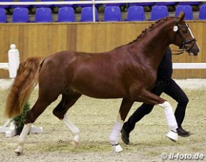 A Belissimo x De Niro colt