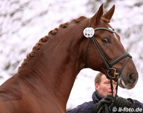 A Belissimo M x Diamond Hit accepted for the 2013 Oldenburg Spring Under Saddle Licensing :: Photo © LL-foto.de 