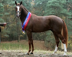 Don Deluxe (by De Niro x Rosario x Feiner Stern) who was named champion of the 2013 Oldenburg Stallion Licensing :: Photo © Ridehesten