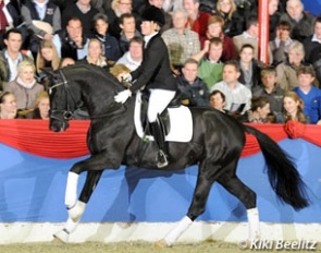 Sir Weibach (by Sir Donnerhall I x Don Schufro x Sandro Hit) :: Photo © Kiki Beelitz