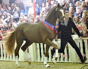 Andreas Helgstrand with the 2013 Oldenburg Stallion Licensing Champion Don Deluxe :: Photo © Kiki Beelitz