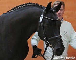 Schwarzgold (by Imperio x Consul) :: Photo © Christina Beuke